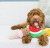 ZippyPaws-pluszowe-lody.png